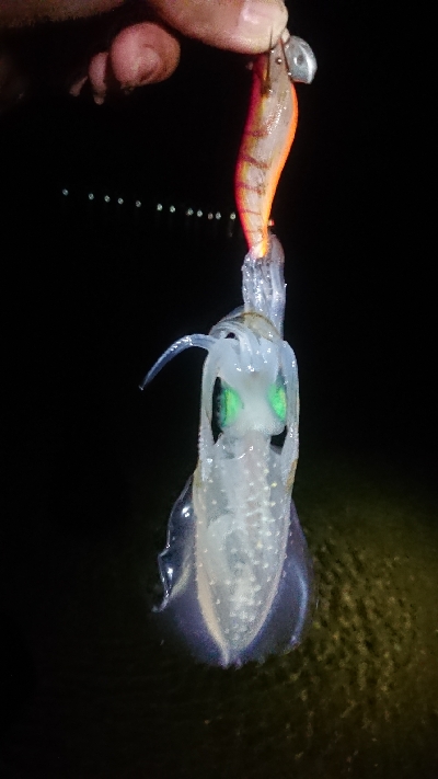 仕事終わりエギング