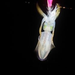 仕事終わりにエギング