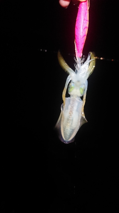 仕事終わりにエギング