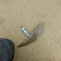 マゴチの群れに大当たり