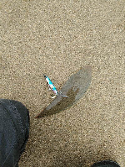 マゴチの群れに大当たり