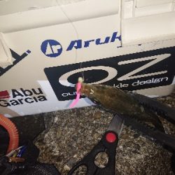 バラシおおすぎ