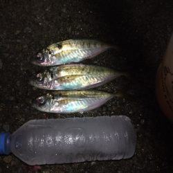 尺アジを求めて