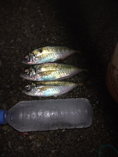 尺アジを求めて