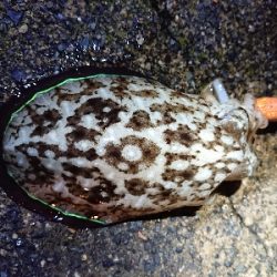 仕事終わりエギング