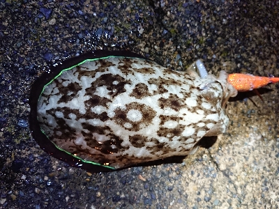 仕事終わりエギング