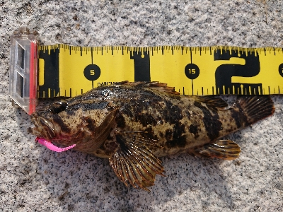 連休のエギング