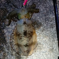 仕事終わりエギング