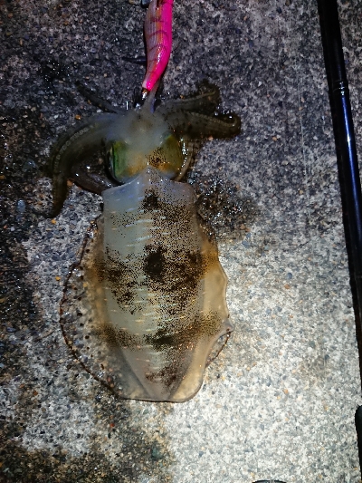 仕事終わりエギング