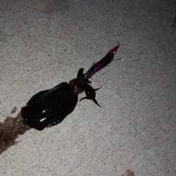 アジュールのアオリイカ、湧いてます