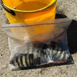 小潮で苦い釣果