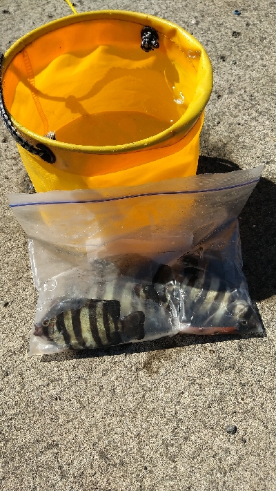 小潮で苦い釣果