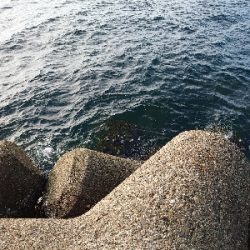 ジグに食ってきたのはアコウ