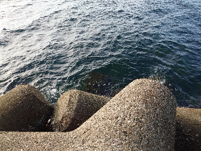 ジグに食ってきたのはアコウ