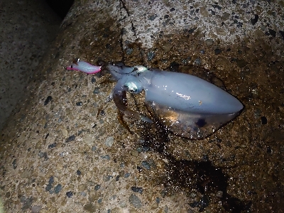 夜中から雨予報なので出動