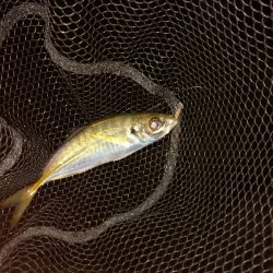 アジング秋シーズン