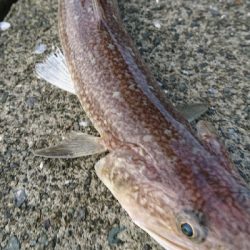 狙い通りのストリームデーモンフィッシュ