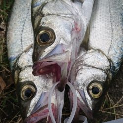 ヒラ爆ナブラ沸きまくり！