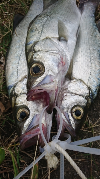 ヒラ爆ナブラ沸きまくり！