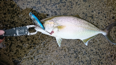 トップでネイゴ爆発