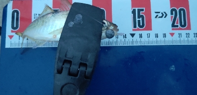 マルアジ乱舞、時々マアジ