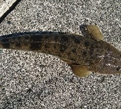 初秋のマゴチ祭り