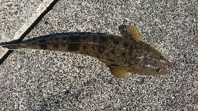初秋のマゴチ祭り
