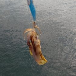 エギング釣行その50