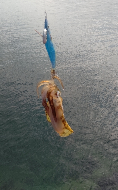 エギング釣行その50