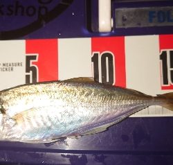 よっしゃーめっちゃ引く