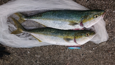 なぶらやばｯｯ