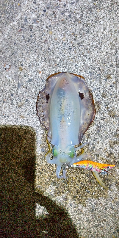 アオリイカ  蟹