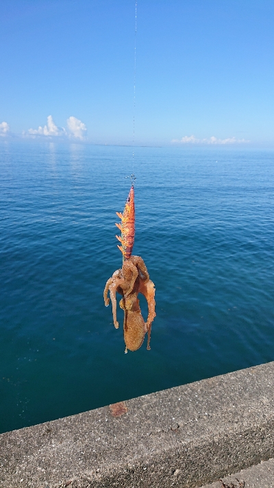 久しぶりの釣果❗