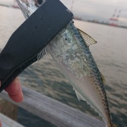 南港サバたまにガシ