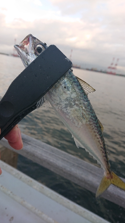 南港サバたまにガシ