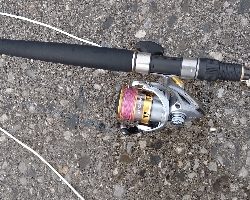 オオモンハタとカマス