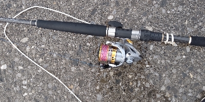 オオモンハタとカマス