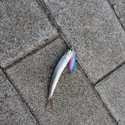 南港イワシング