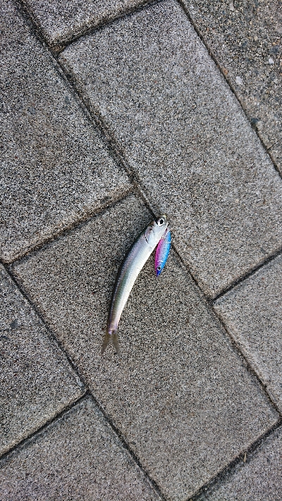 南港イワシング