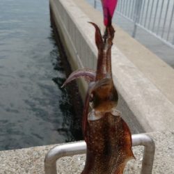 まだまだ小さいです