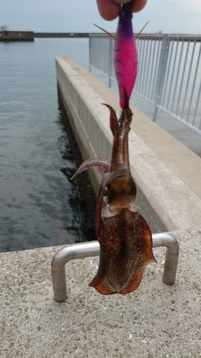 まだまだ小さいです