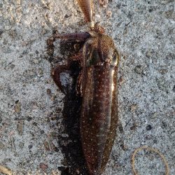 まだコロッケサイズ