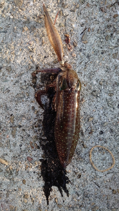 まだコロッケサイズ