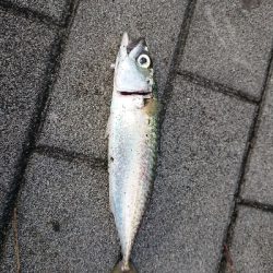 アジングのつもりが