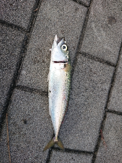 アジングのつもりが