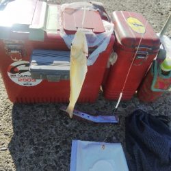 苅屋海岸のキス釣り