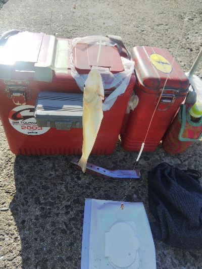 苅屋海岸のキス釣り