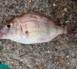 今年初のカワハギ狙い