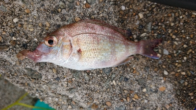 今年初のカワハギ狙い