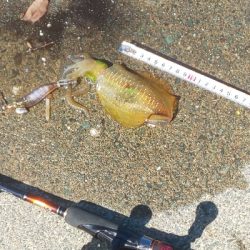 地震の影響？魚不在